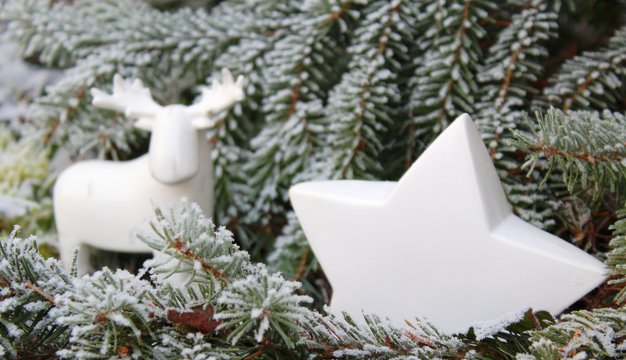 stern und renntier im wald