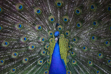 Obraz premium Indian peacock showing off