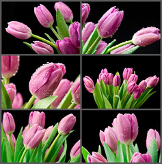Naklejka premium Mokre tulipany na czarnym tle