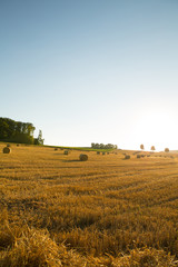 Evening after the Harvest.