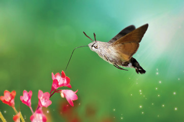 Hemaris fuciformis with flower