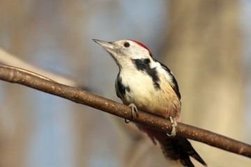 Middle Spotted Woodpecker - Dendrocopos medius on a branch
