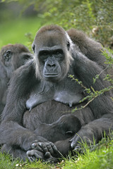 Western lowland gorilla, Gorilla gorilla