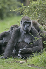 Western lowland gorilla, Gorilla gorilla