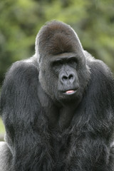 Western lowland gorilla, Gorilla gorilla