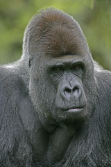 Obraz premium Western lowland gorilla, Gorilla gorilla