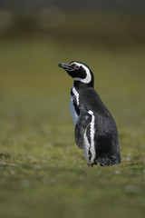 Obraz premium Magellanic penguin, Spheniscus magellanicus