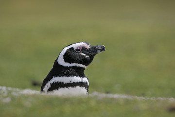 Magellanic penguin, Spheniscus magellanicus