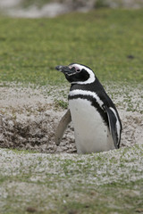Magellanic penguin, Spheniscus magellanicus