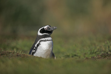 Magellanic penguin, Spheniscus magellanicus