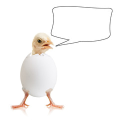 little chick