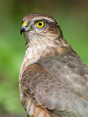 Sparrowhawk Portrait In Wildlife
