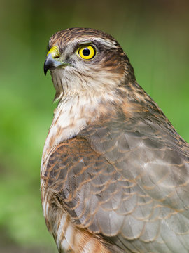 Sparrowhawk Portrait In Wildlife
