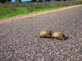 Two turtle cross the road on the background of trees