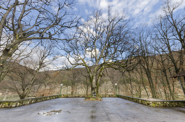 Old trees with bare branches on blue sky, wide shoot