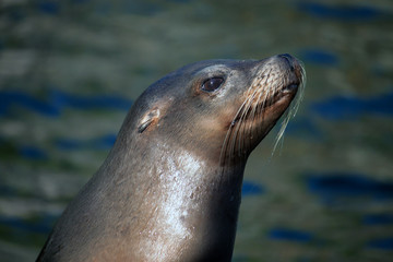 Obraz premium Californian Sea Lion (Zalophus californianus)