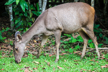 Naklejka na ściany i meble Deer at Khao Yai National Park, Thailand