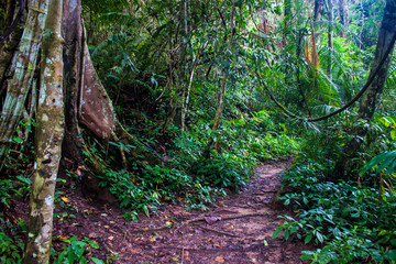 Jungle at Khao Yai National Park, Thailand