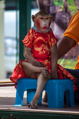 Monkey with make up in Lopburi, Thailand