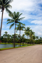 Fototapeta na wymiar Palms in Sukhothai Historical Park, Thailand