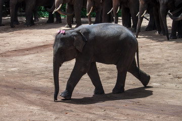 Baby elephant at The Thai Elephant Conservation Center