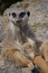 Erdm&auml;nnchen (Suricata suricatta)