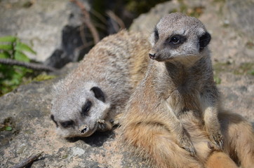 Erdmännchen (Suricata suricatta)