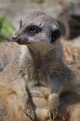 Erdmännchen (Suricata suricatta)