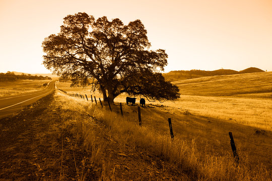 Oak Tree and Cattle