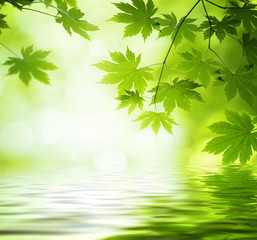 Fototapety  Zielone liście odbijające się w wodzie