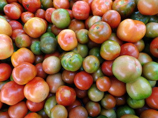 Tomatoes of Red, orange, and green color