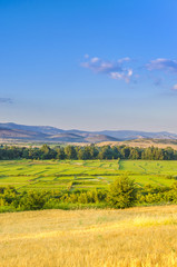 Fototapeta na wymiar Yellow Wheat and Green Rice Field under clear blue sky