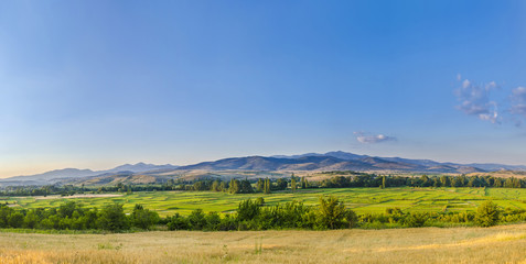 Panorama of the yellow wheat and green paddy rice fields