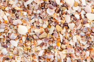 shell background on a sand beach