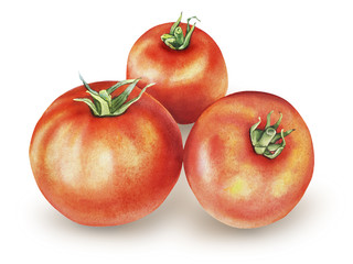 Watercolor with tomatoes