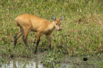 Marsh deer, Blastocerus dichotomus