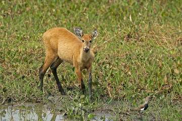 Marsh deer, Blastocerus dichotomus