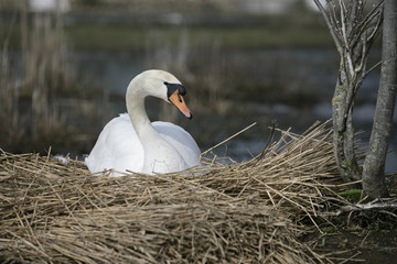 Mute swan, Cygnus olor