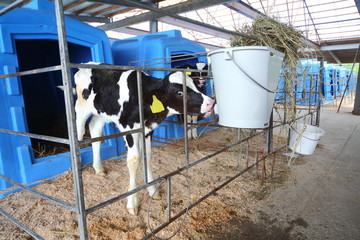 Calf on dairy farm drinking water from drinking bowls © Pavel Losevsky