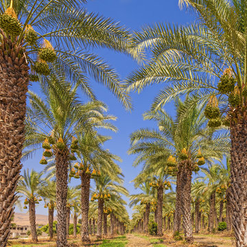 Date palm trees