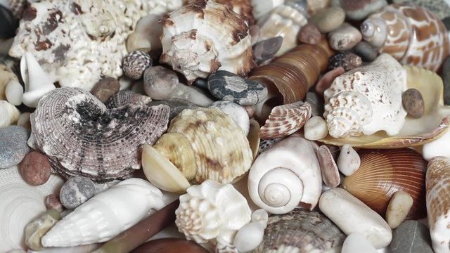 Mixed Seashells turning close up