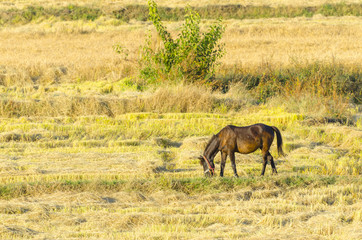 Broodmare horse with colt on a rice, wheat  harvest field