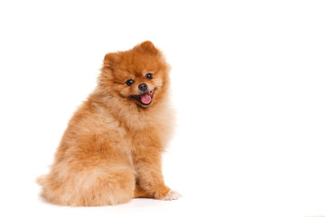 Obraz premium spitz, Pomeranian dog on white background, studio shot