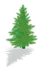 green single fir with shadow on white