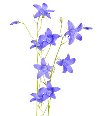 Fototapeta na wymiar blue campanula flowers composition on white