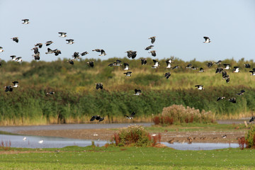 Fototapeta premium Northern lapwing, Vanellus vanellus
