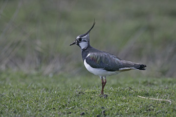 Northern lapwing, Vanellus vanellus