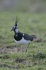 Northern lapwing, Vanellus vanellus