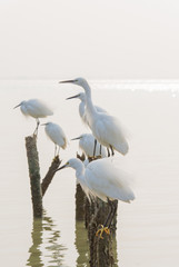 egret