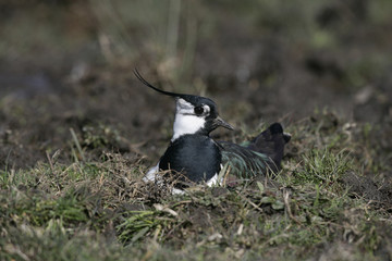 Northern lapwing, Vanellus vanellus